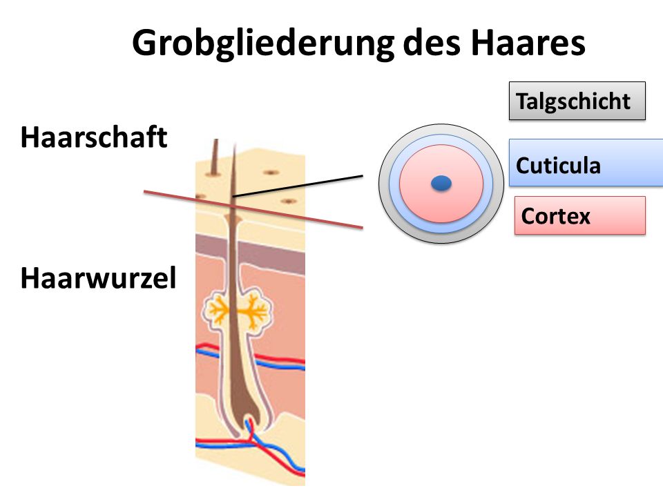 Welcher Komplex der Vitamine beim Haarausfall